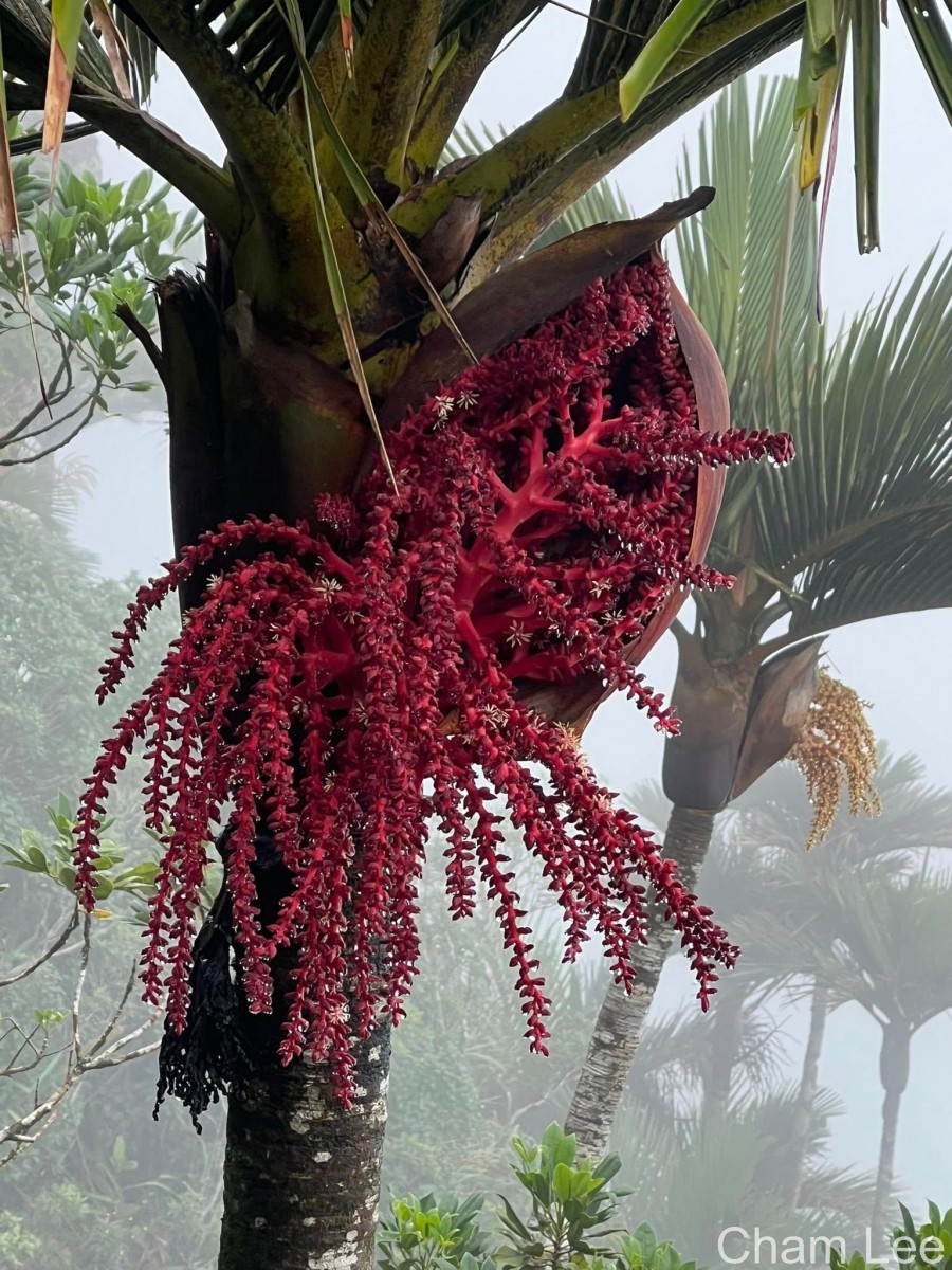 Loxococcus rupicola (Thwaites) H.Wendl. & Drude